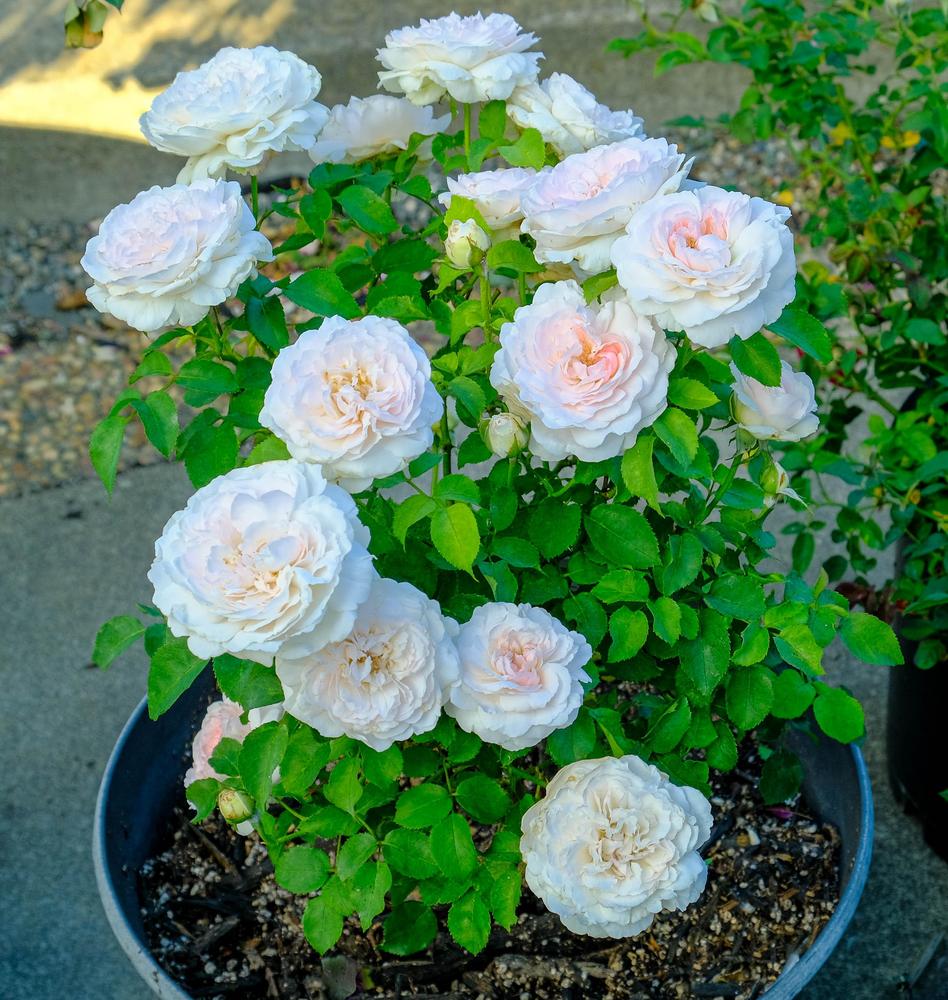 Photo of Rose (Rosa 'Miss Alice') uploaded by AnnKNCalif