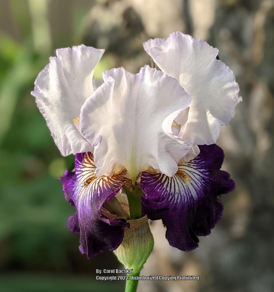 Photo of Tall Bearded Iris (Iris 'Flash of Light') uploaded by Artsee1