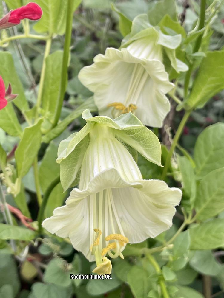 Photo of Cup and Saucer Vine (Cobaea scandens 'Alba') uploaded by RachaelHunter