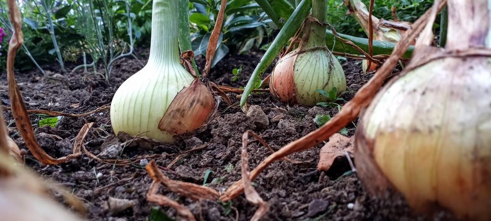 Photo of Garden Onion (Allium cepa 'Candy') uploaded by StefanoPip