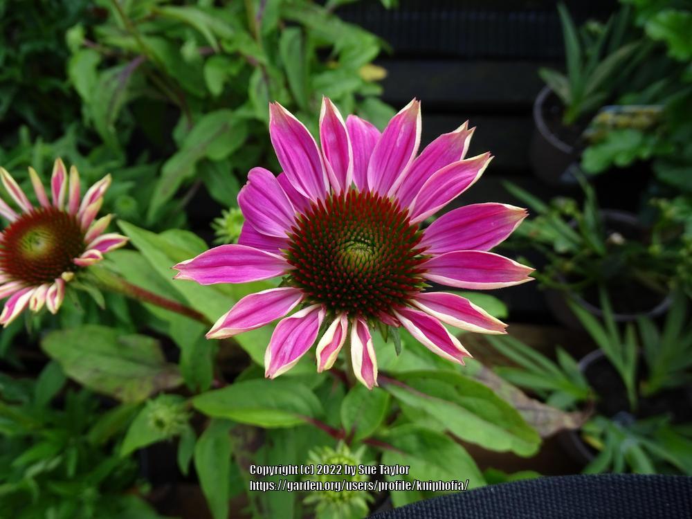 Photo of Coneflower (Echinacea purpurea PowWow® Wild Berry) uploaded by kniphofia