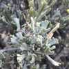 Possible hybrid between Artemisia nova and Artemisia tridentata s