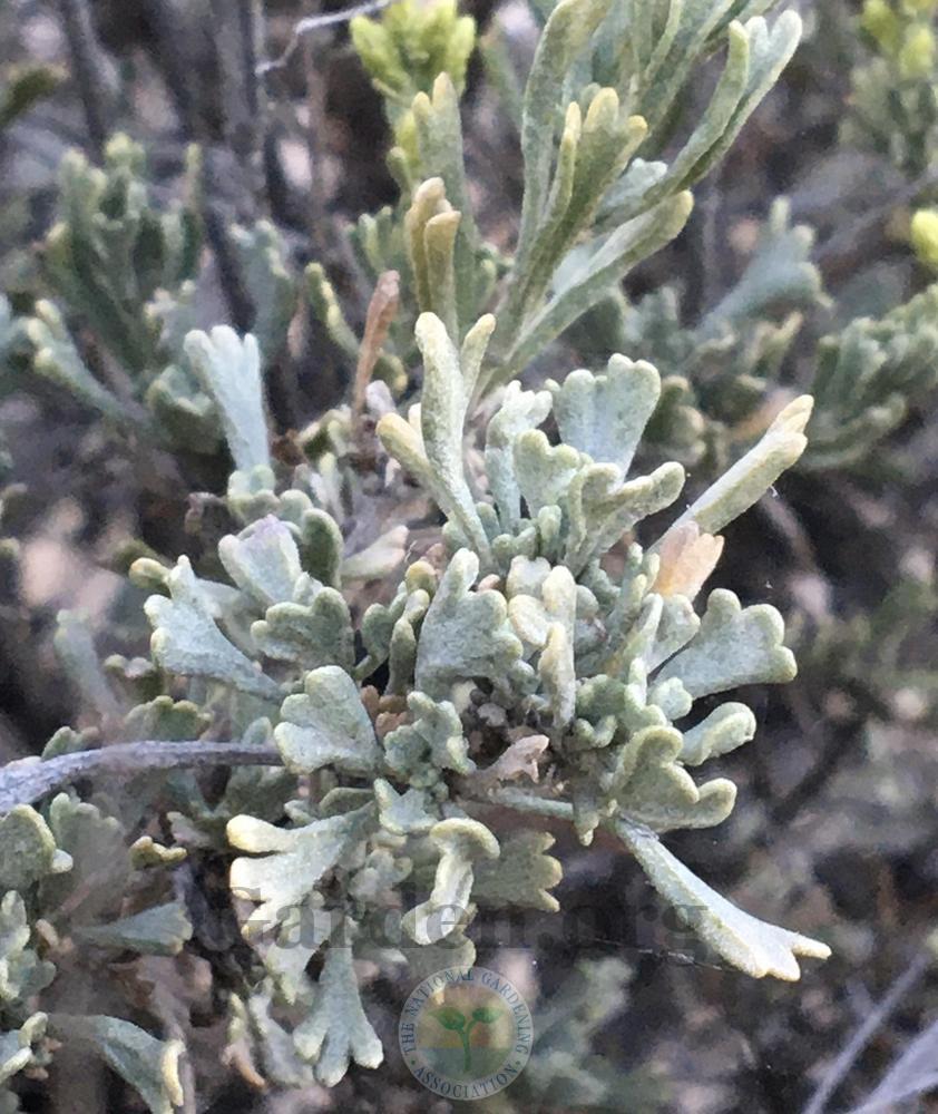 Photo of Wormwood (Artemisia) uploaded by BlueOddish