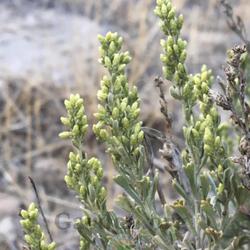 Location: South Jordan, Utah, United States
Date: 2022-08-29
Possible hybrid between Artemisia nova and Artemisia tridentata s