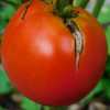(Bonnie 100th Anniversary) Centennial tomato