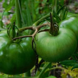 Location: Eagle Bay, New York
Date: 2022-08-29
Tomato (Solanum lycopersicum 'Fireworks') not ripe yet