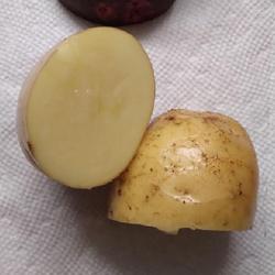 Location: Eagle Bay, New York
Date: 2022-08-30
Salad Potato (Solanum tuberosum 'Nicola') tuber, not root ... bro