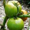 Tomato (Solanum lycopersicum 'Moskvich') ripening stages