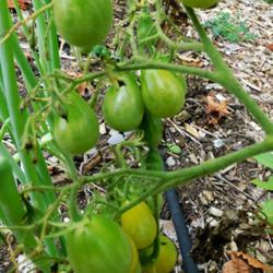 Location: Eagle Bay, New York
Date: 2022-08-29
Tomato (Solanum lycopersicum 'Ildi') in stages of ripening