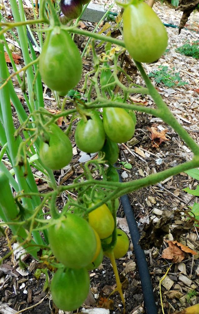 Photo of Tomato (Solanum lycopersicum 'Ildi') uploaded by adknative