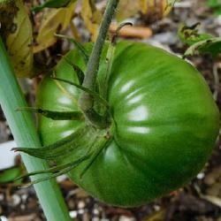 Location: Eagle Bay, New York
Date: 2022-08-29
Tomato (Solanum lycopersicum 'Dinner Plate'), green stage