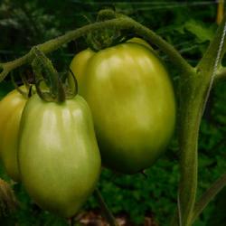 Location: Eagle Bay, New York
Date: 2022-08-29
Tomato (Solanum lycopersicum 'Burpee's Gladiator') ripening