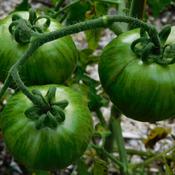 Tomato (Solanum lycopersicum 'Dragon's Eye') not yet ripe