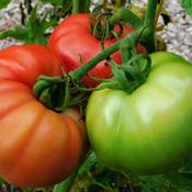 Tomato (Solanum lycopersicum 'Early Wonder') stages of ripe