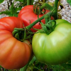 Location: Eagle Bay, New York
Date: 2022-08-29
Tomato (Solanum lycopersicum 'Early Wonder') stages of ripe
