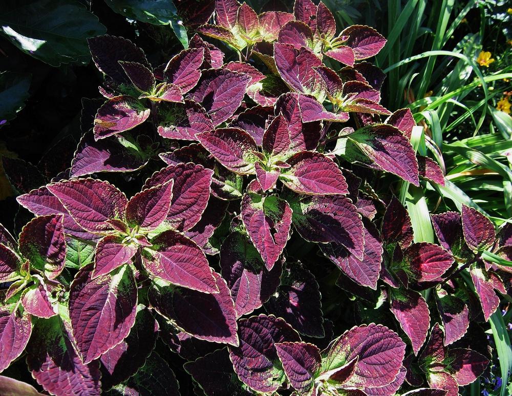 Photo of Coleus (Coleus scutellarioides 'Tapestry') uploaded by Maryl