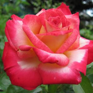 Rosa 'Dick Clark' a lovely blend ,on 3rd yr plant.