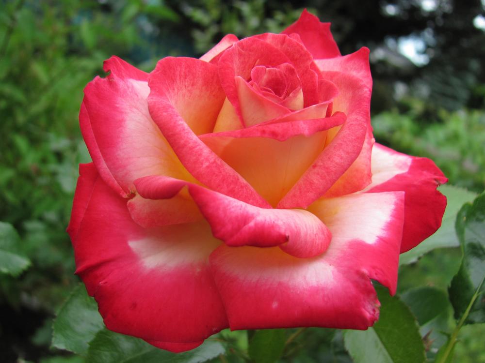 Photo of Rose (Rosa 'Dick Clark') uploaded by roseman2000