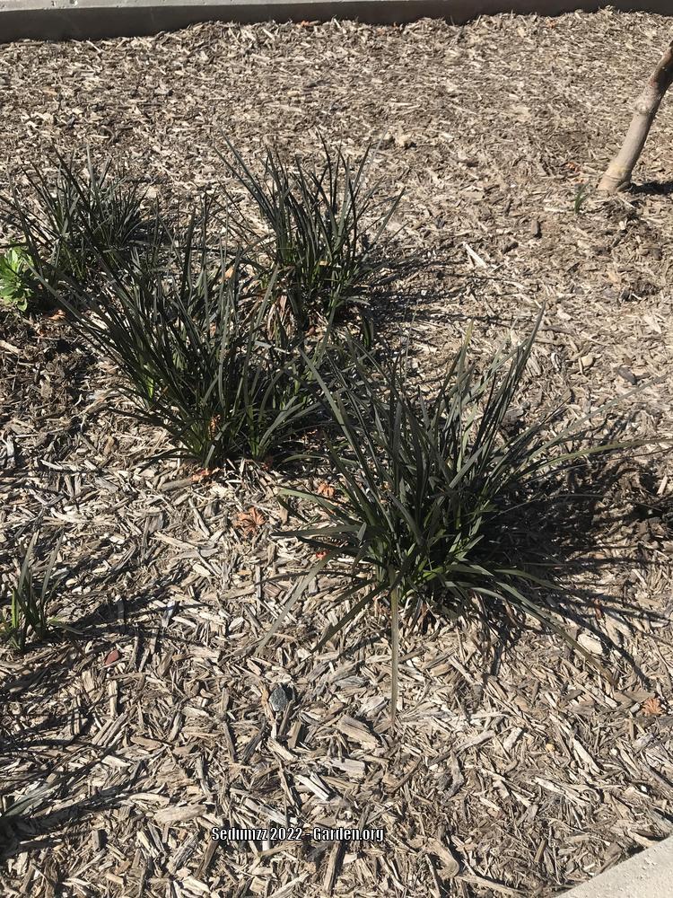 Photo of Black Mondo Grass (Ophiopogon planiscapus 'Kokuryu') uploaded by sedumzz