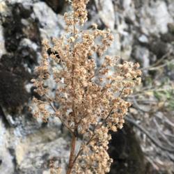 Location: Butterfield Canyon, Salt Lake County, Utah, United States
Date: 2022-08-31
Empty seed head.