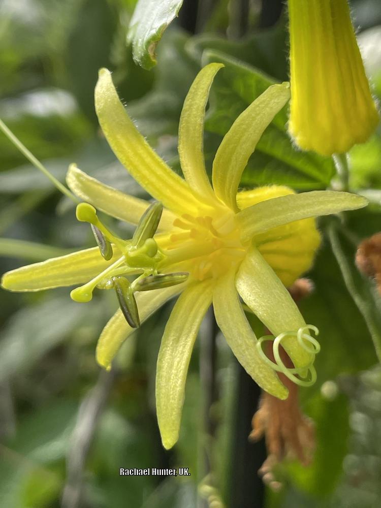 Photo of Citrus-Yellow Passion Flower (Passiflora citrina) uploaded by RachaelHunter