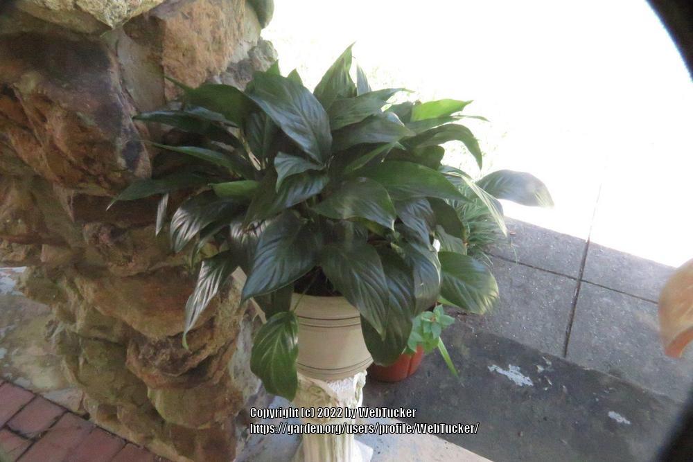Photo of Peace Lilies (Spathiphyllum) uploaded by WebTucker