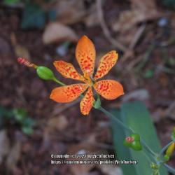 Location: Southern Pines, NC (Boyd House garden)
Date: September 1, 2022
Blackberry lily #318; RAB page 324, 46-1-1, ( Synonym-Belamcanda 