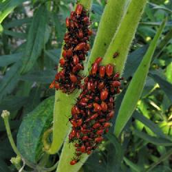 Location: Elberfeld, Indiana
Date: 2009-08-24
Butterfly Weed seed pods covered with Large Milkweed Bugs (Oncope
