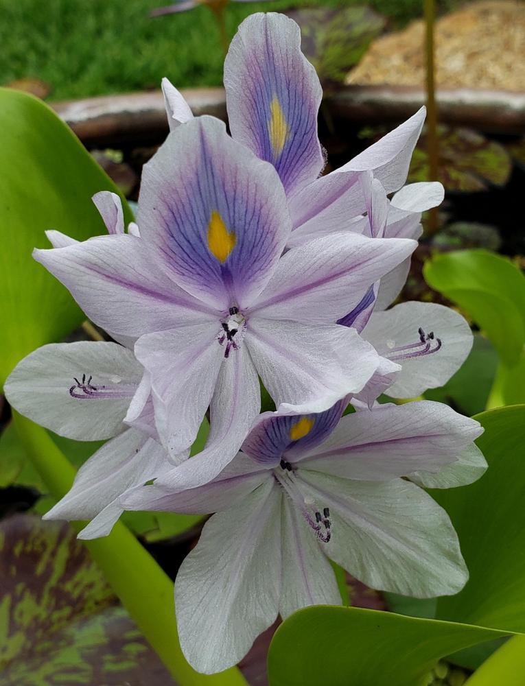 Photo of Water Hyacinth (Eichhornia crassipes) uploaded by CBJoyce