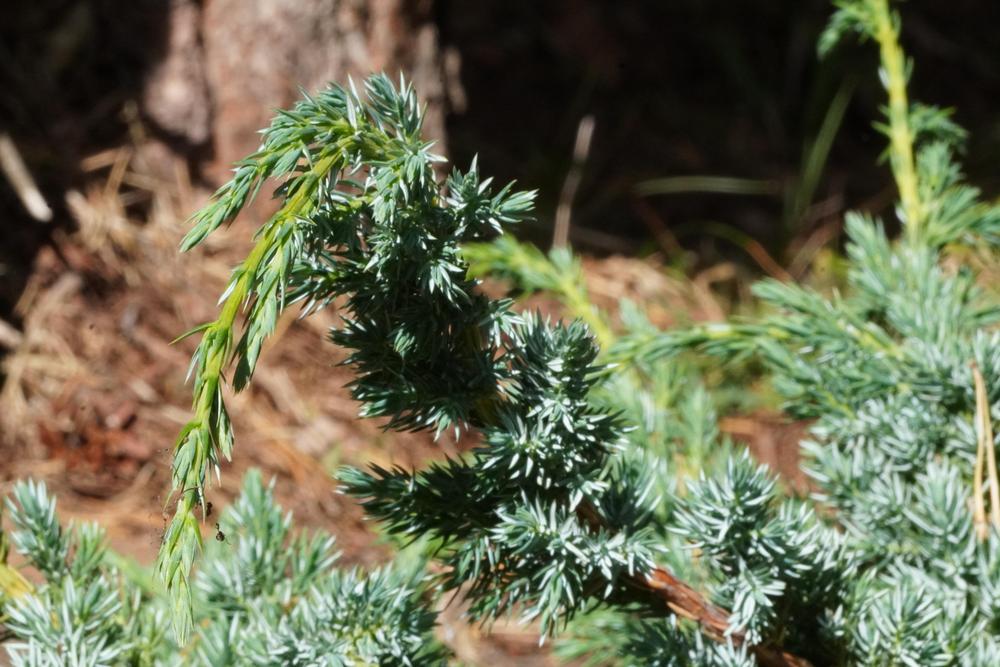 Photo of Flaky Juniper (Juniperus squamata 'Meyeri') uploaded by D3LL