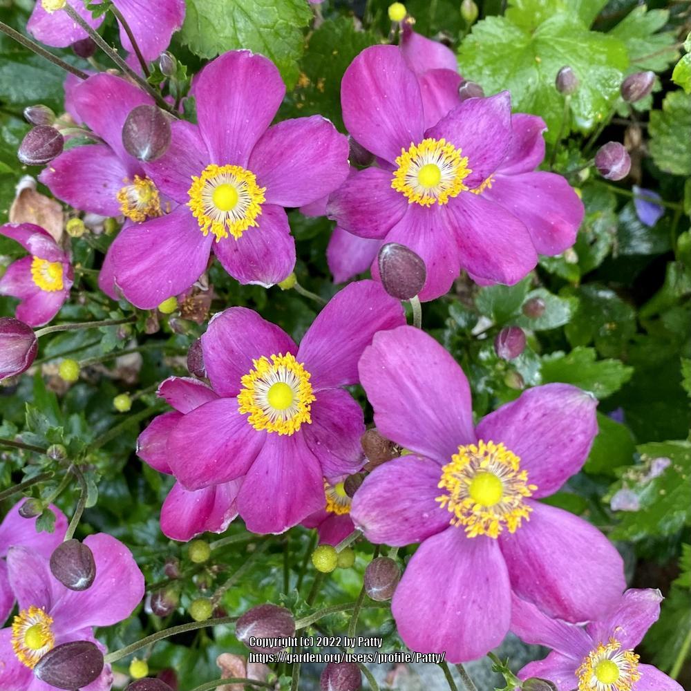 Photo of Japanese Anemone (Eriocapitella hupehensis Fantasy™ Red Riding Hood) uploaded by Patty