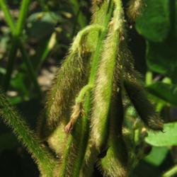 Location: Richmond County, NC
Date: September 2, 2022
Soybean #319; RAB page 640, 98-47-1; LHB page 579, 96-57-1, "Gree