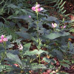 Location: Southern Pines, NC (Boyd House garden)
Date: September 1, 2022
Purple Turtlehead # 100 nn;  RAB p.  946, 166-13-3; AG page 38175