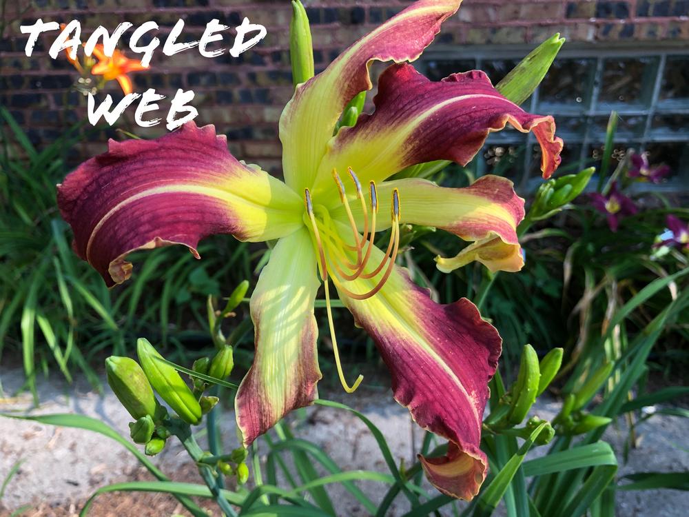 Photo of Daylily (Hemerocallis 'Tangled Web') uploaded by geeter8
