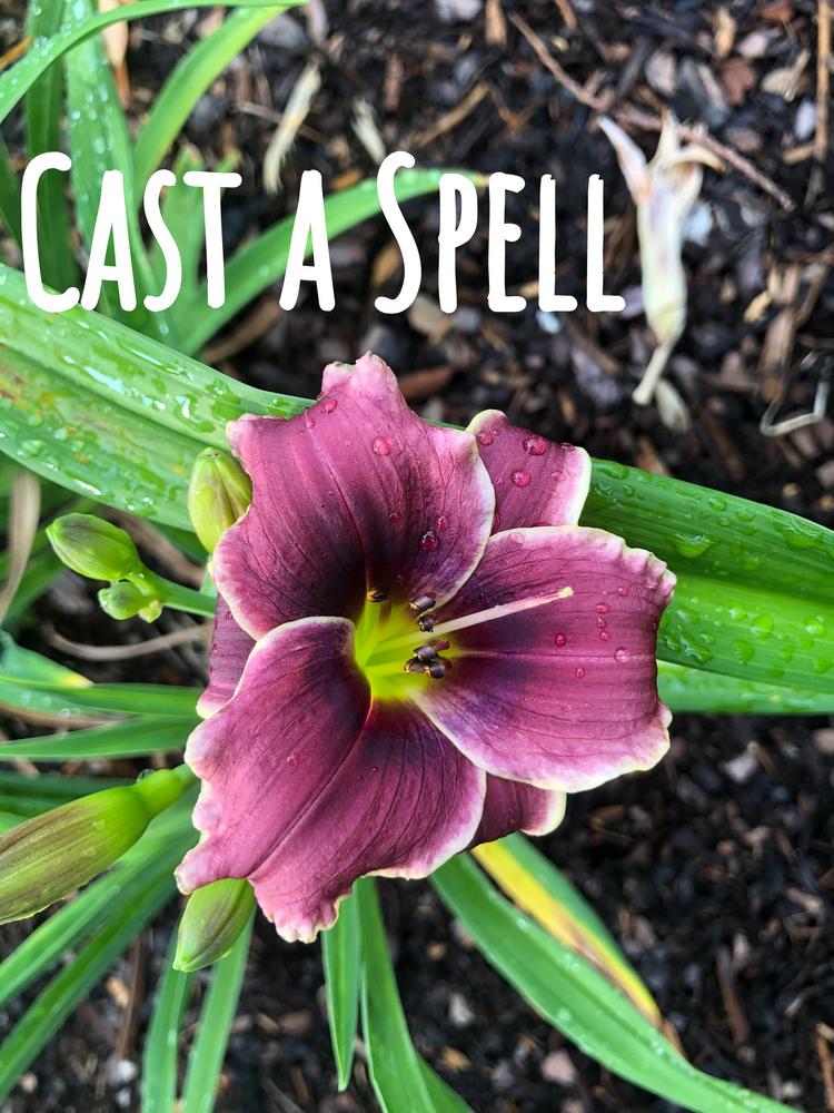 Photo of Daylily (Hemerocallis 'Cast a Spell') uploaded by geeter8