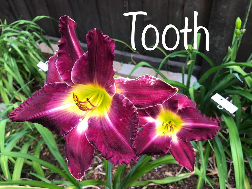 Photo of Daylily (Hemerocallis 'Tooth') uploaded by geeter8