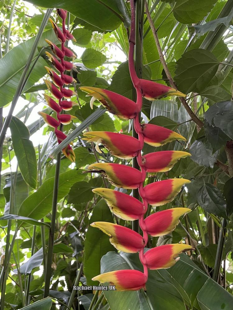 Photo of Hanging Lobster Claw (Heliconia rostrata) uploaded by RachaelHunter