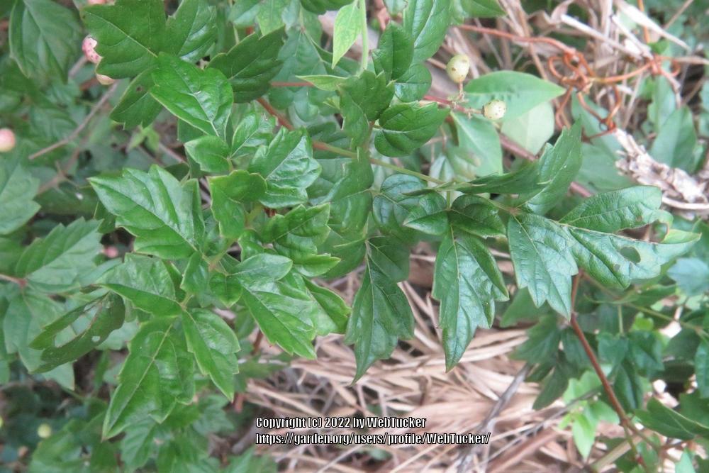 Photo of Peppervine (Nekemias arborea) uploaded by WebTucker