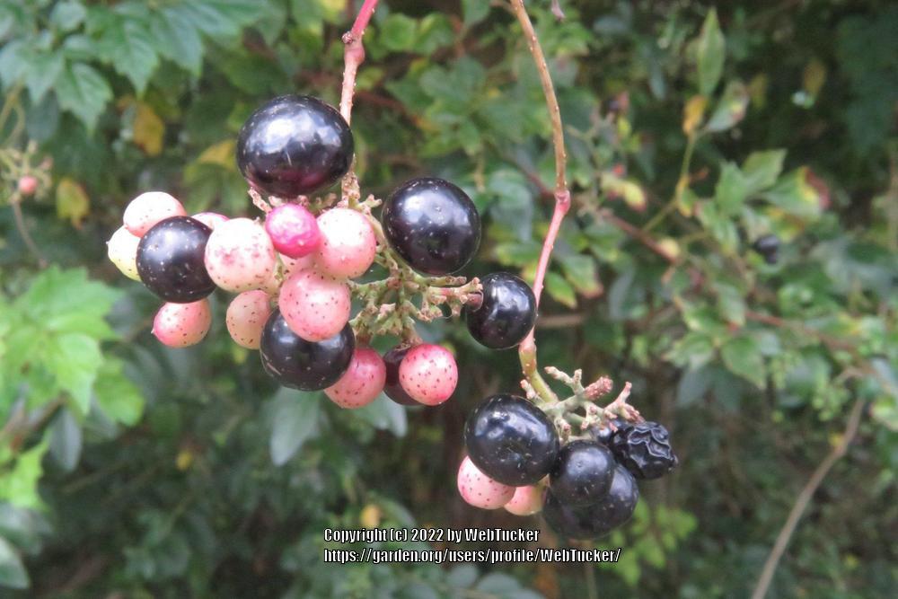 Photo of Peppervine (Nekemias arborea) uploaded by WebTucker