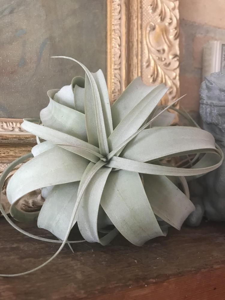 Photo of Air Plant (Tillandsia xerographica) uploaded by cwhitt