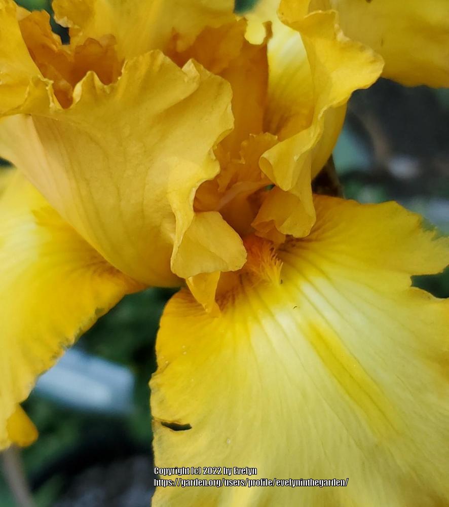 Photo of Tall Bearded Iris (Iris 'Cafe Society') uploaded by evelyninthegarden