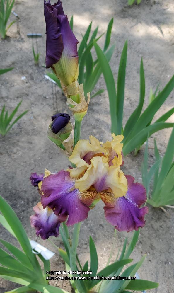 Photo of Tall Bearded Iris (Iris 'Trillion') uploaded by evelyninthegarden