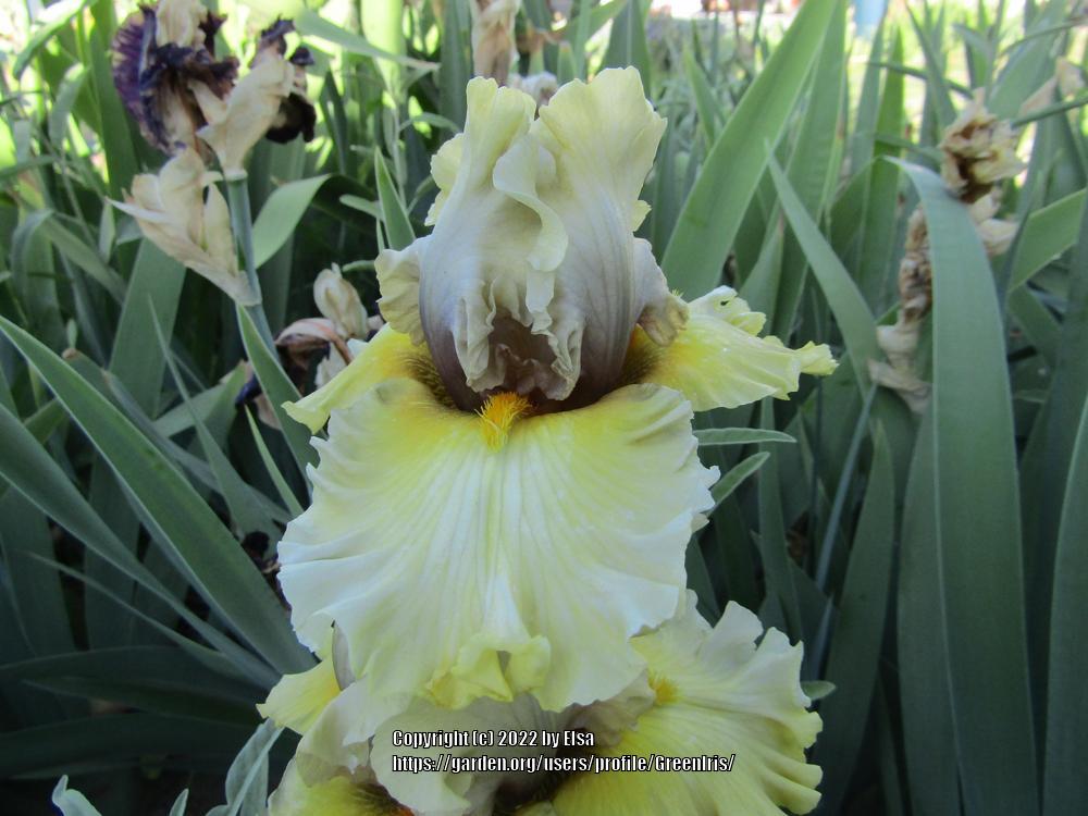 Photo of Tall Bearded Iris (Iris 'Lost World') uploaded by GreenIris