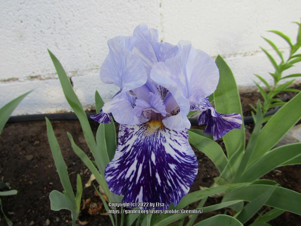 Photo of Tall Bearded Iris (Iris 'Millennium Falcon') uploaded by GreenIris