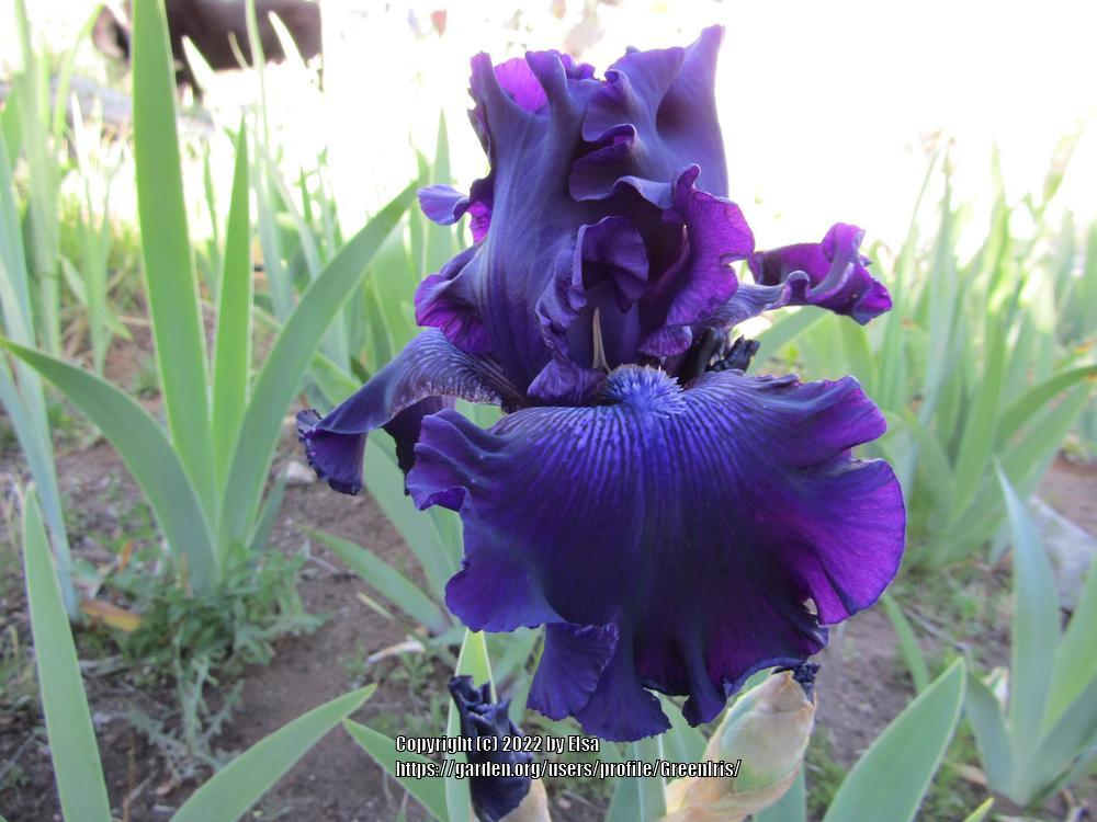 Photo of Tall Bearded Iris (Iris 'Hollywood Nights') uploaded by GreenIris