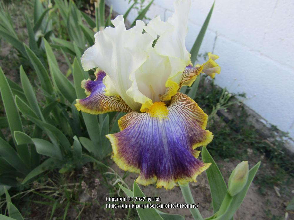 Photo of Tall Bearded Iris (Iris 'Patchwork Puzzle') uploaded by GreenIris