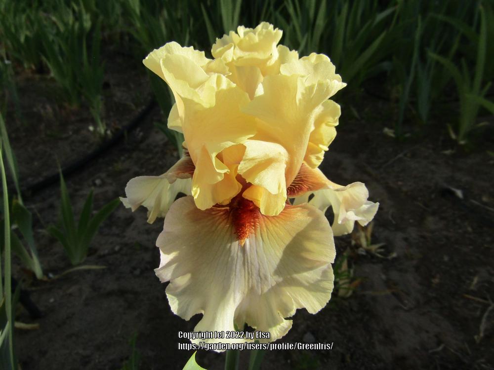 Photo of Tall Bearded Iris (Iris 'Enter the Dragon') uploaded by GreenIris