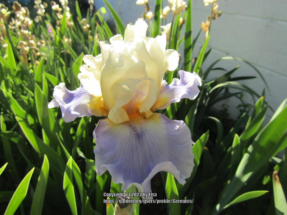 Photo of Tall Bearded Iris (Iris 'Silk Road') uploaded by GreenIris
