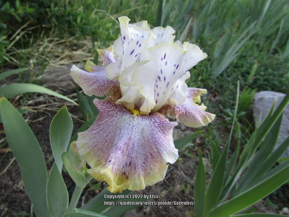 Photo of Tall Bearded Iris (Iris 'Ring Around Rosie') uploaded by GreenIris