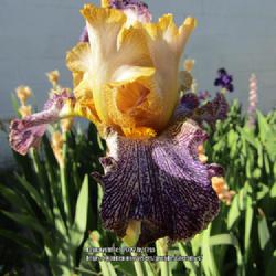 Location: Las Cruces, NM
Date: 2022-05-09
TB Iris Dipped in Dots